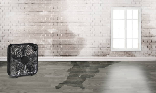 Best Water damage restoration experts  in Hernando, FL